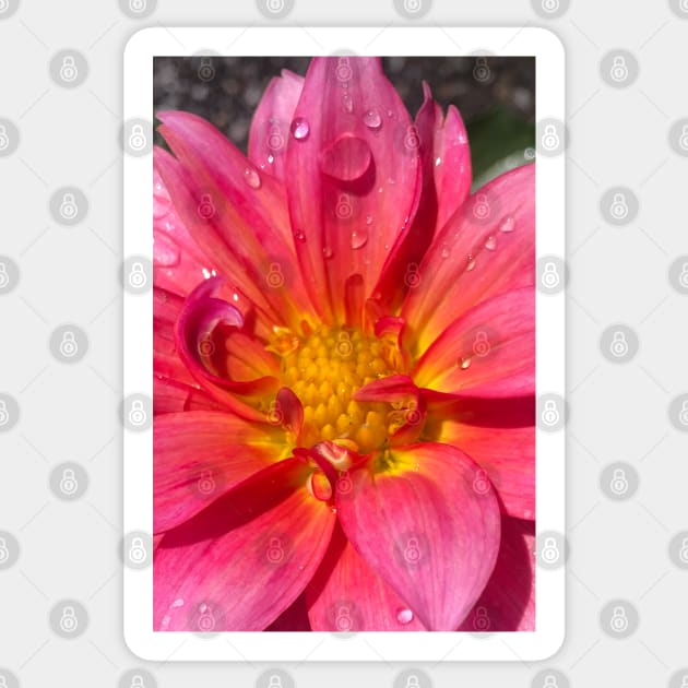 Pink Dahlia in the Rain Sticker by Photomersion